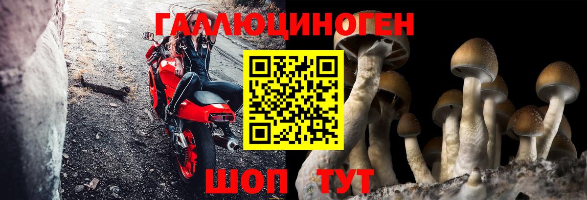 Псилоцибиновые грибы Psilocybine cubensis Ефремов